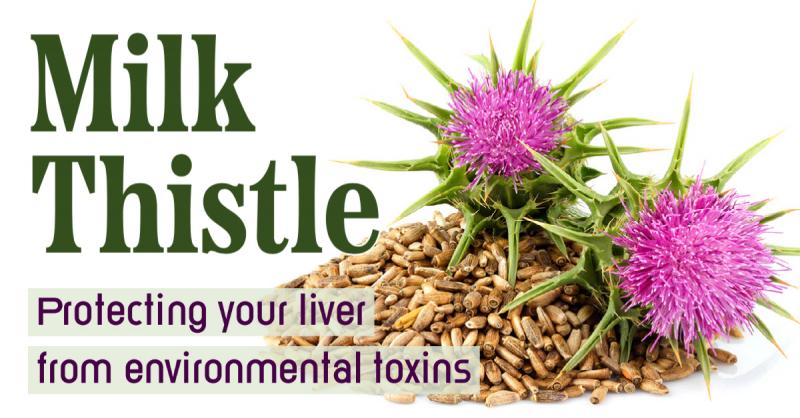 Milk Thistle: Protecting your liver from environmental toxins